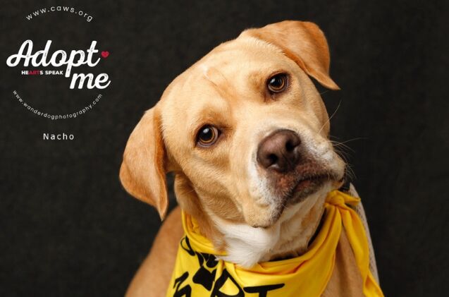 adoptable dog of the week nacho