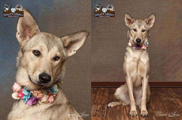 adoptable dog of the week sandy