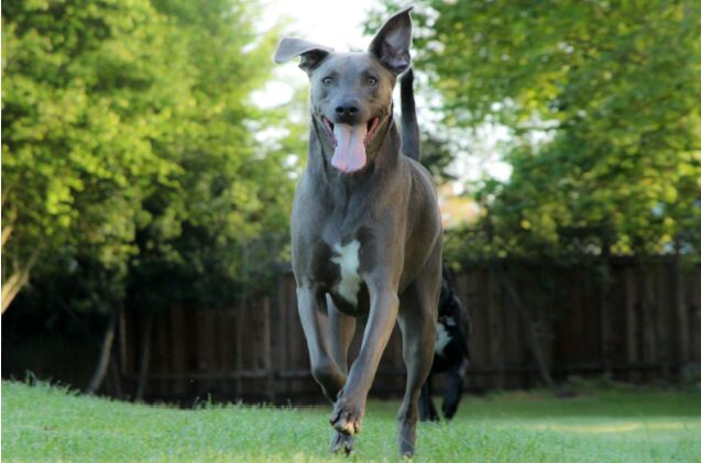 blue lacy