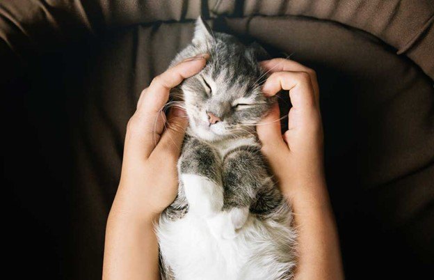 how to keep your indoor cat fit and healthy, Image by AlexanderDubrovsky Shutterstock com