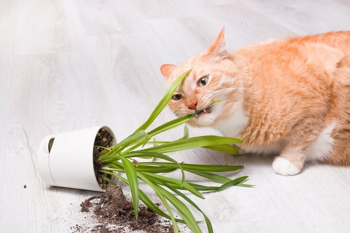 ask the animal communicator my cat keeps eating our plants, TShaKopy Shutterstock