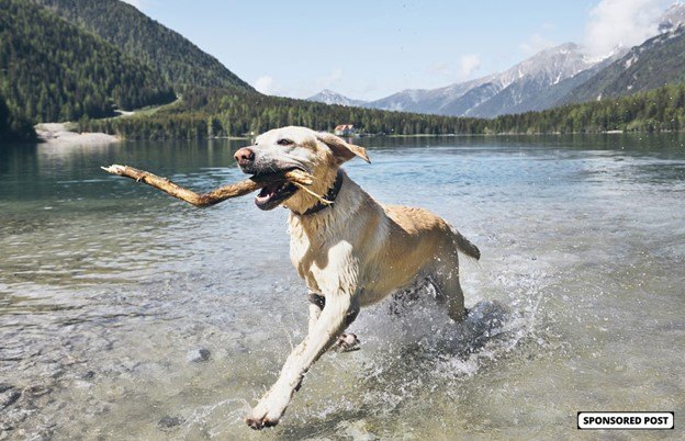 feed your lab food thats built for them