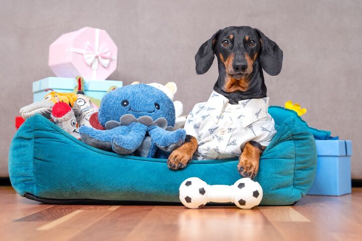 best black friday 2021 deals your pet wants you to buy, Masarik Shutterstock