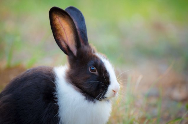 best rabbits for seniors, Katesalin Heinio Shutterstock