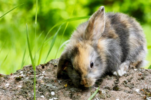 best rabbits for seniors, LNbjors Shutterstock