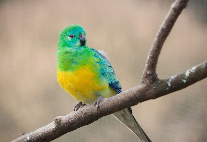 turquoise parrot, brackish nz Shutterstock