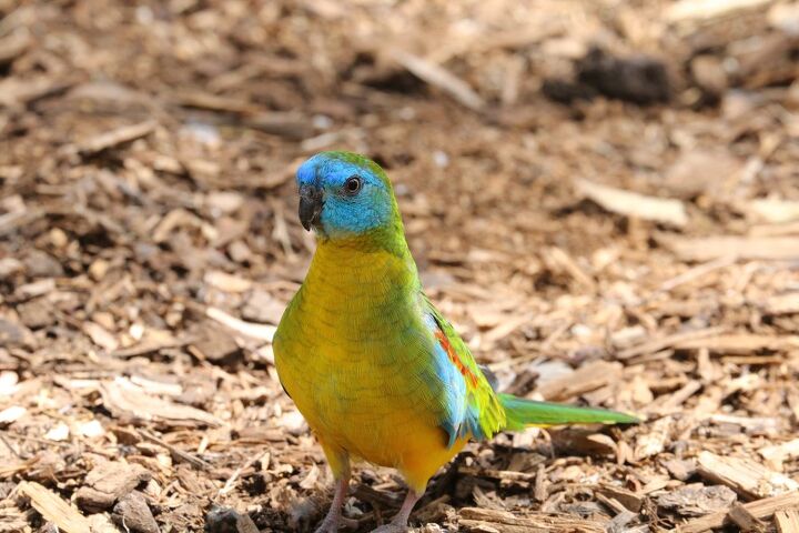 turquoise parrot, Samantha Hopley Shutterstock