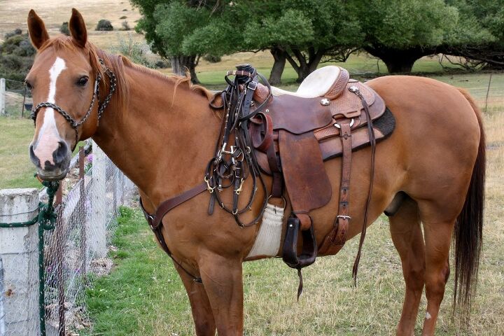 ask the animal communicator what is my horse trying to tell me, Flaxphotos Shutterstock