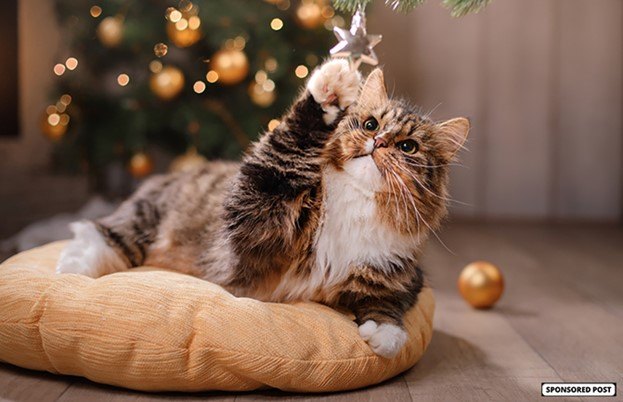 fill your cats stocking with temptations treats, Photo credit dezy Shutterstock