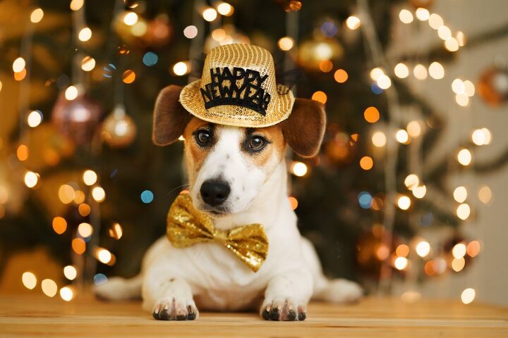 6 new year s eve safety tips for dogs, Yuliya Evstratenko Shutterstock