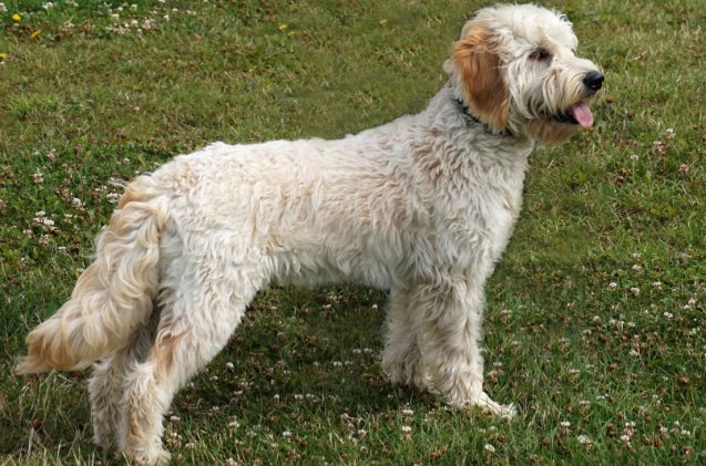 miniature goldendoodle, DWL Images Shutterstock