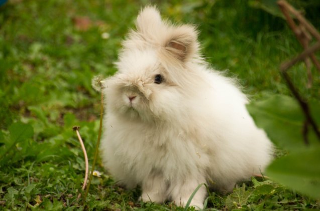 cutest rabbit breeds, Sabine Everaert Shutterstock