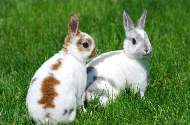 cutest rabbit breeds, Kassia Marie Ott Shutterstock