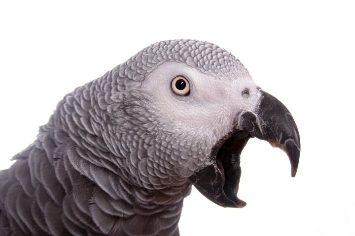 ask the animal communicator parrot screams from morning until night, Photo credit Michelle D Milliman Shutterstock