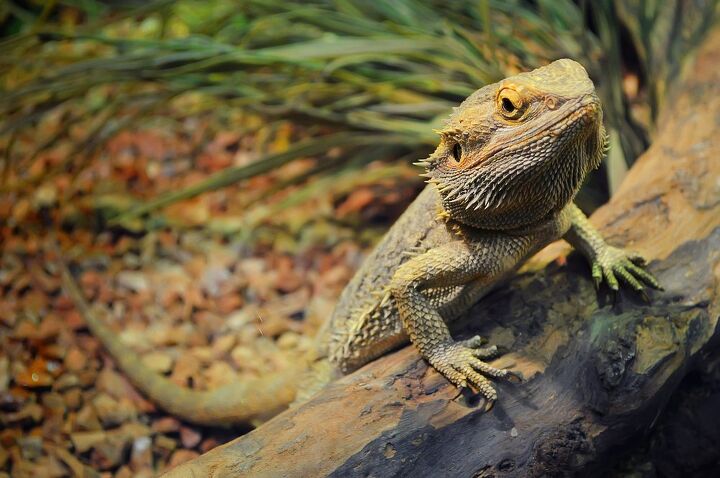 ask the animal communicator my bearded dragon won t snuggle with me, Shinedawn Shutterstock