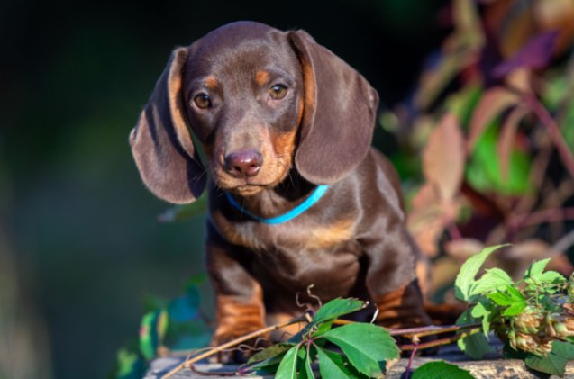 mini dachshund