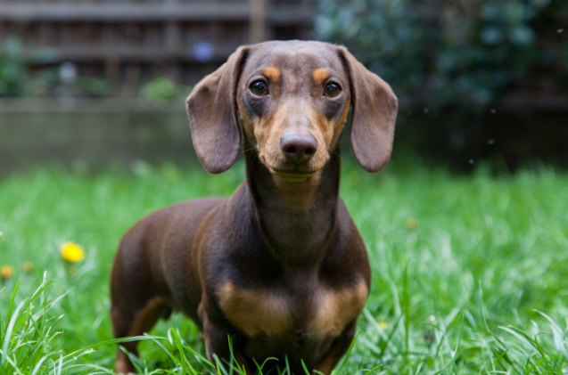 mini dachshund