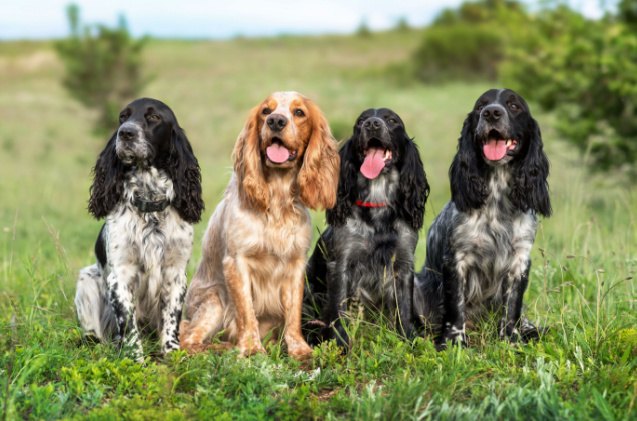 spaniel breeds, zoyas2222 Shutterstock