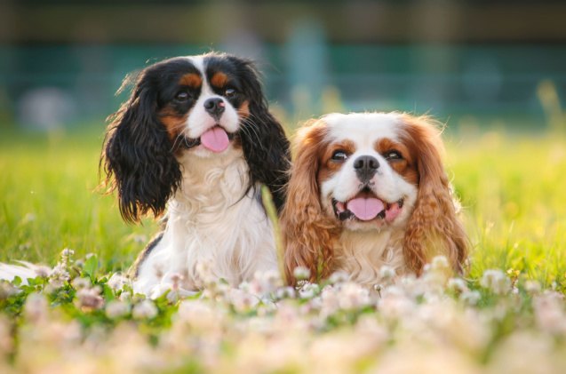 spaniel breeds, Ann Tyurina Shutterstock