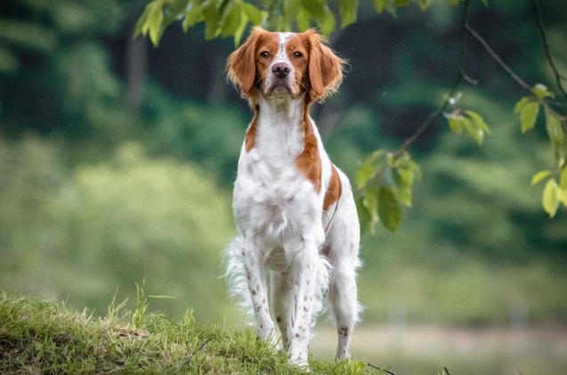 spaniel breeds, Barbara C Shutterstock