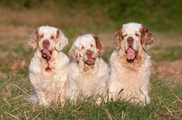 spaniel breeds, Lenkadan Shutterstock