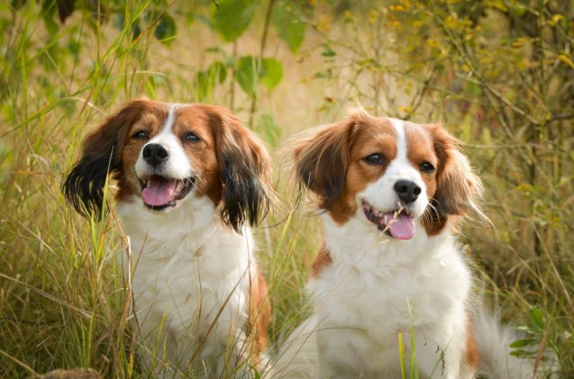 spaniel breeds, dodafoto Shutterstock