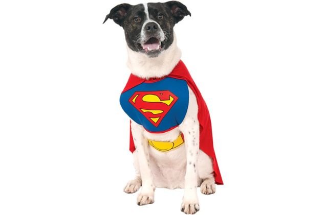 best cute dog halloween costumes