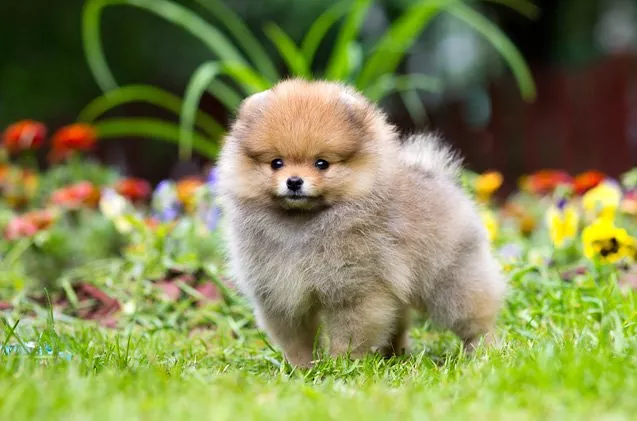 top 10 cutest dog breeds