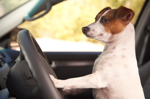 do you make these 5 dog car safety mistakes