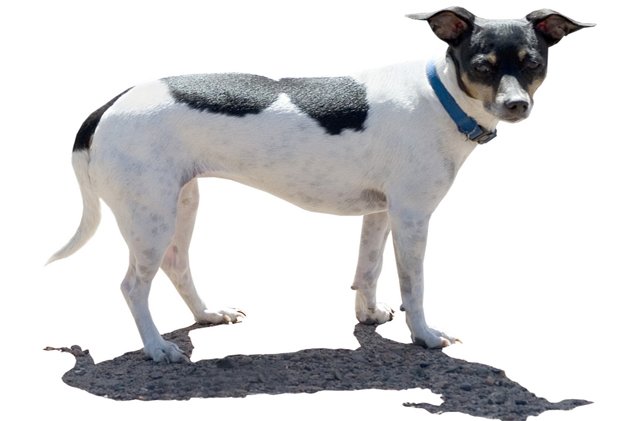 rat terrier