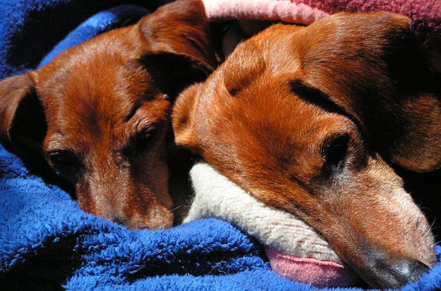 top 10 reasons for adopting an older dog