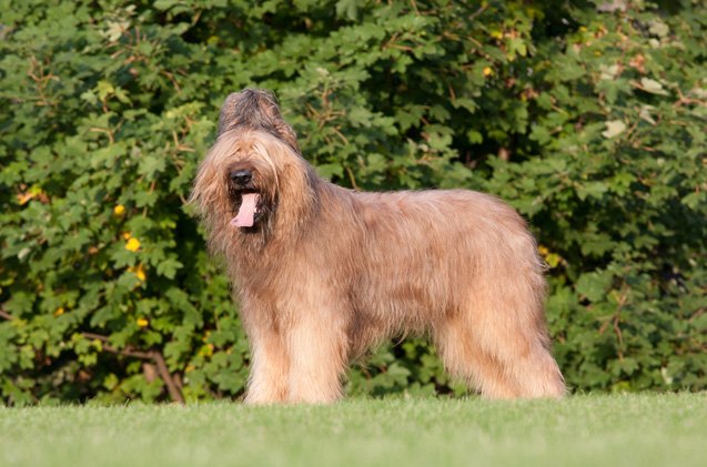 briard