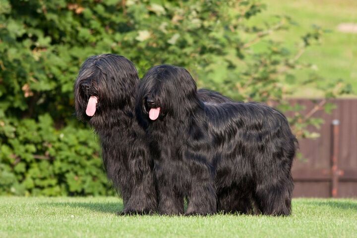 briard