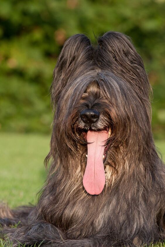 briard