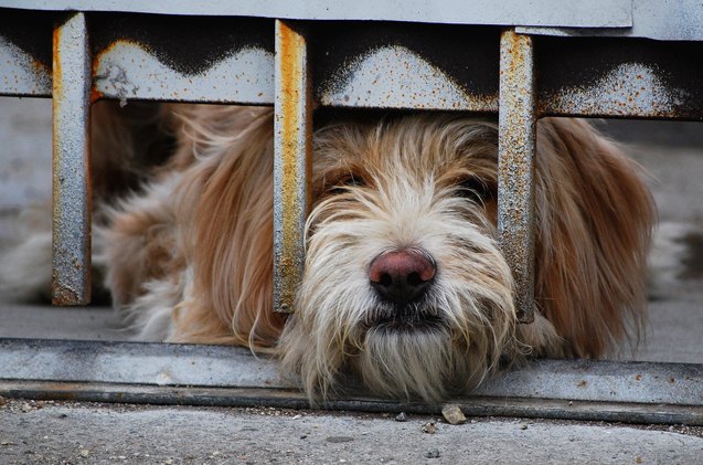 top 10 reasons to put your dog in doggie daycare