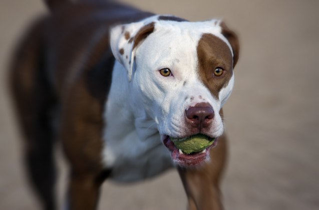 top 10 reasons to put your dog in doggie daycare