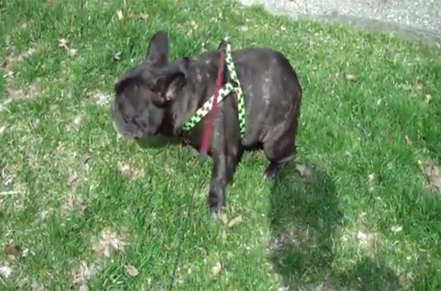 french bulldog scared of his own farts