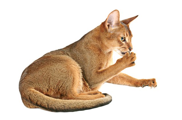 abyssinian