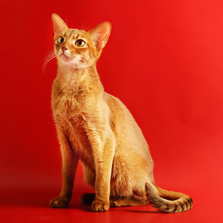 abyssinian