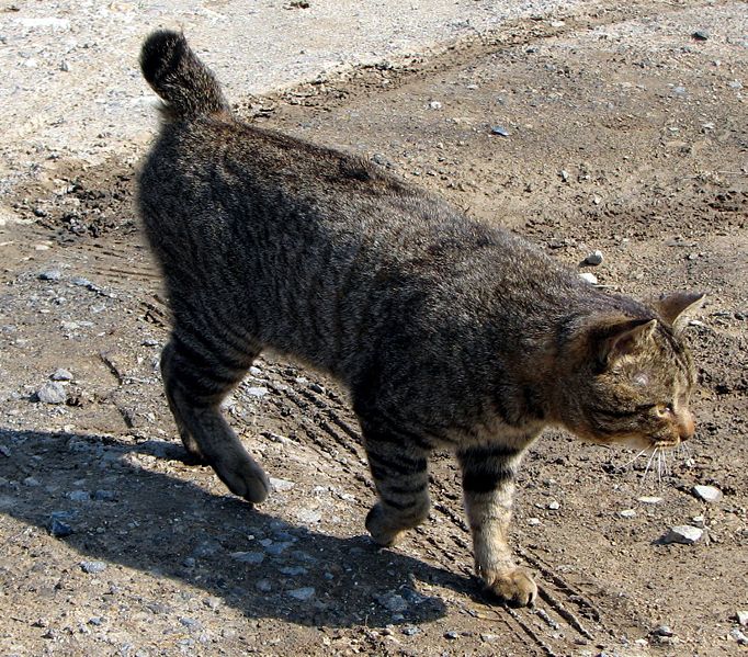 american bobtail