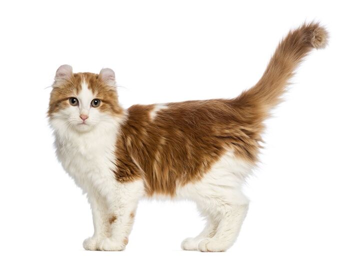 american curl