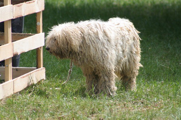 komondor