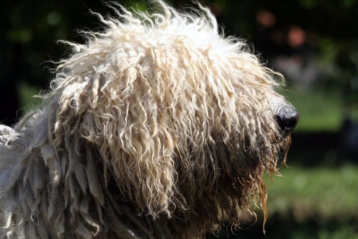 komondor