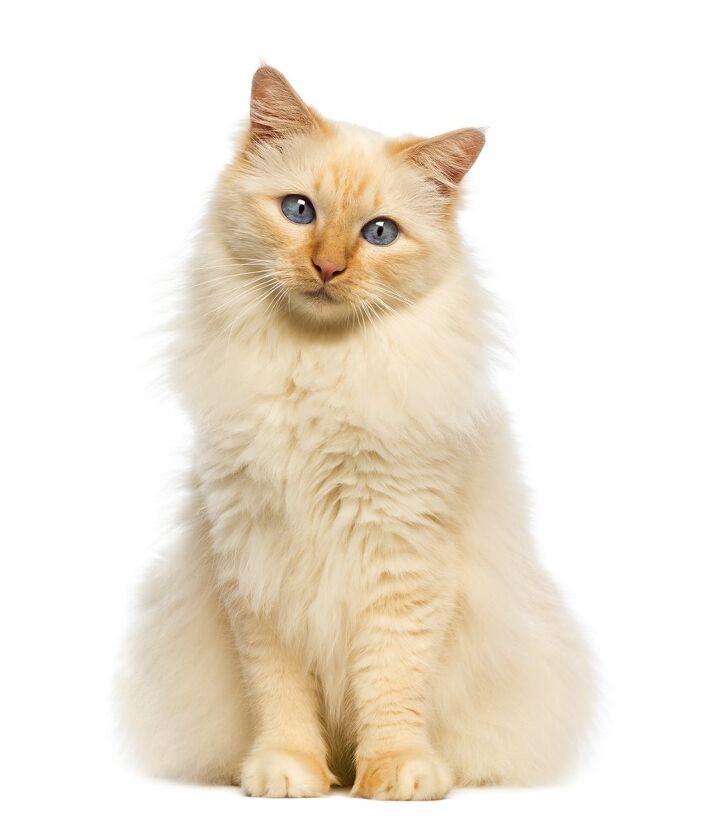 birman