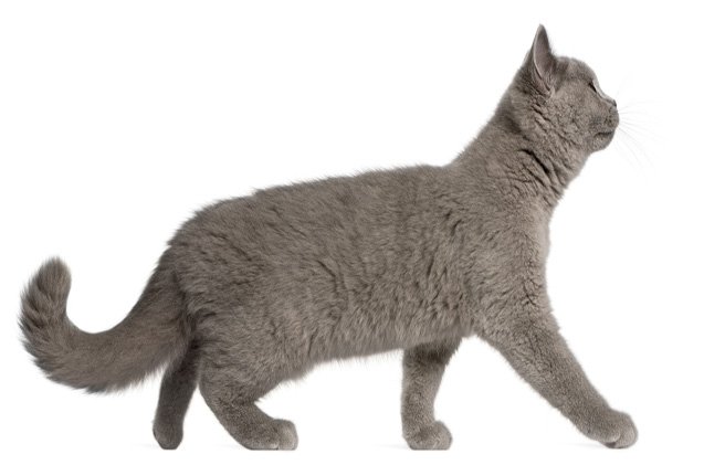 british shorthair