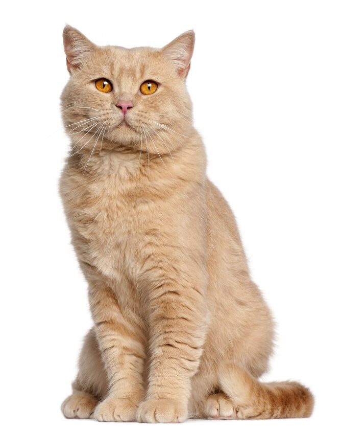 british shorthair