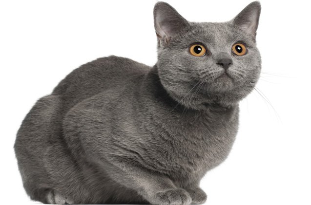 chartreux