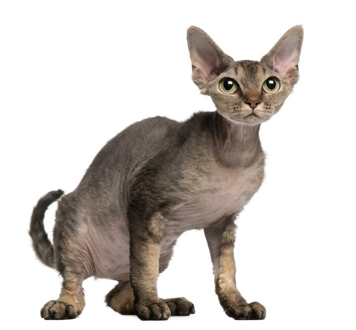 cornish rex