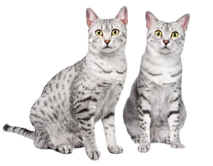 egyptian mau