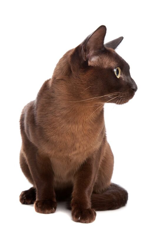 european burmese